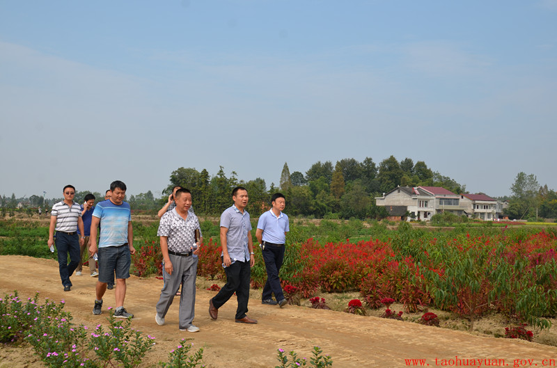 何志祥现场调度高田,双湖村美丽乡村创建工作