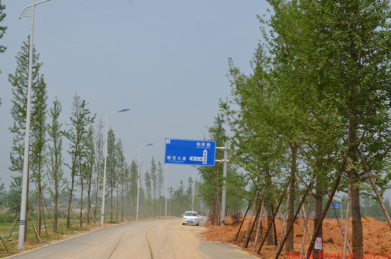 道路两旁郁郁葱葱.jpg