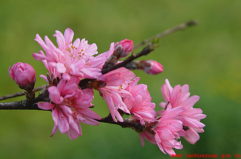 盛开的桃花.jpg