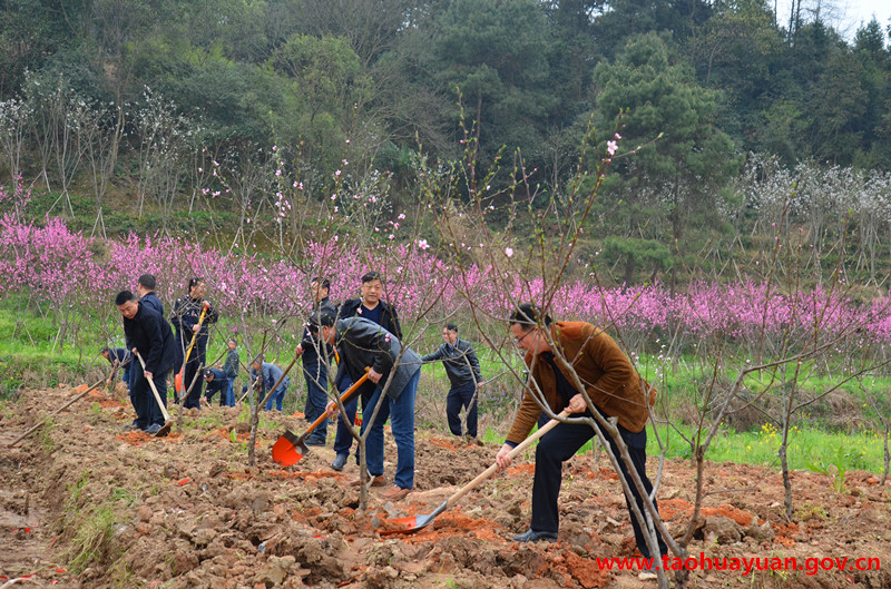 义务植树现场.jpg