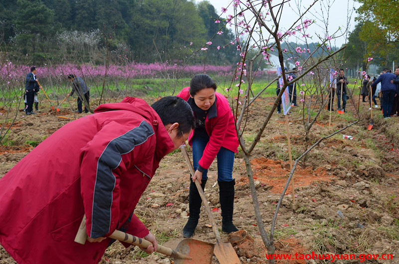 公司植树.jpg