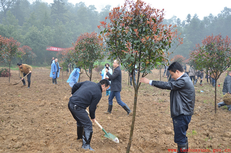 何主任 林业局长植树.jpg