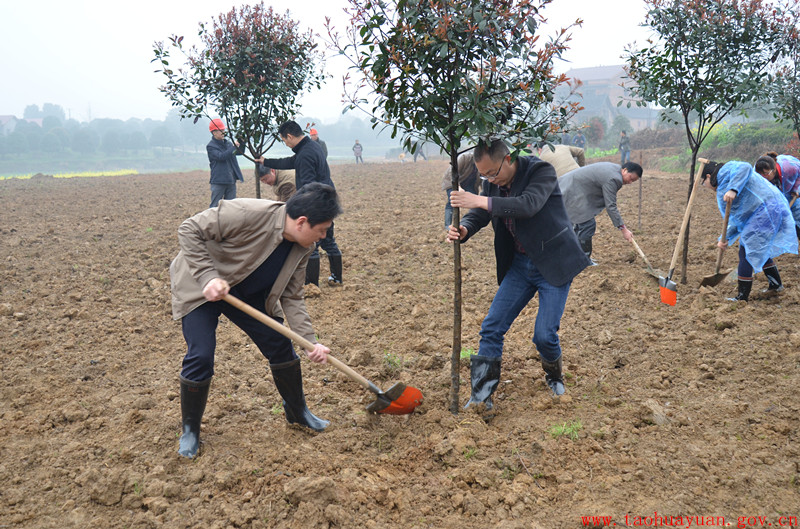 杨俊书记植树.jpg