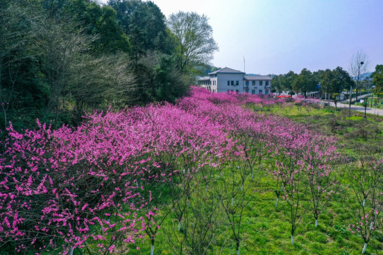 桃花源里来踏春