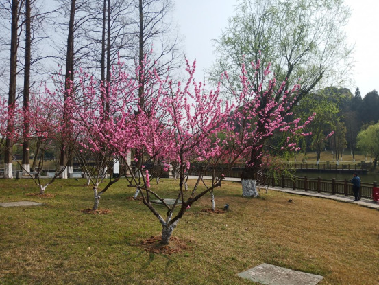 桃花源里来踏春