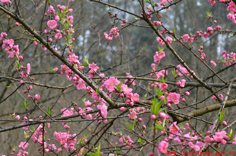 桃花1.jpg