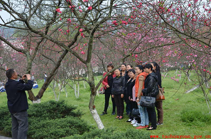 游客纷纷在桃花下留影.jpg