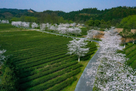 桃花源里来踏春