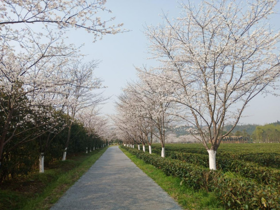 桃花源里来踏春