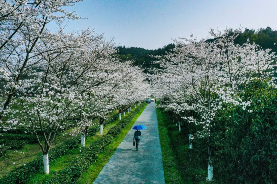 桃花源里来踏春