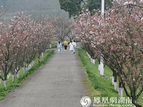 万亩桃林